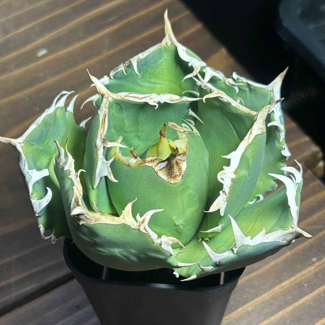 Agave titanota White Ball (Maxilla) イラン株