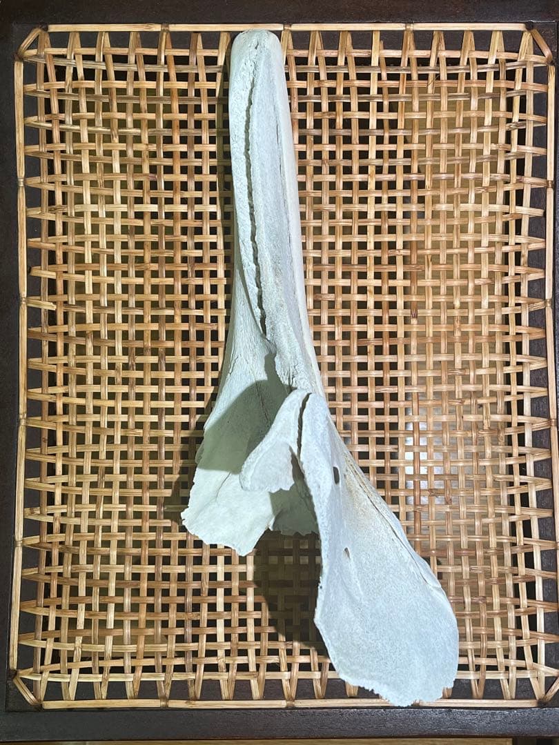 イルカ　骨　04