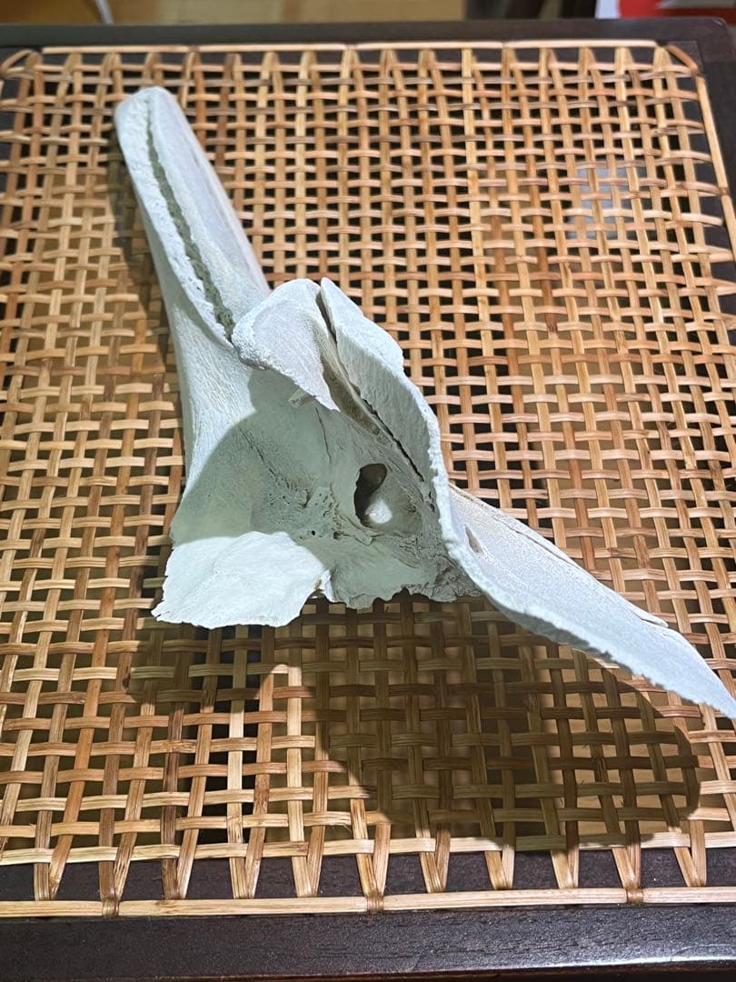 イルカ　骨　04