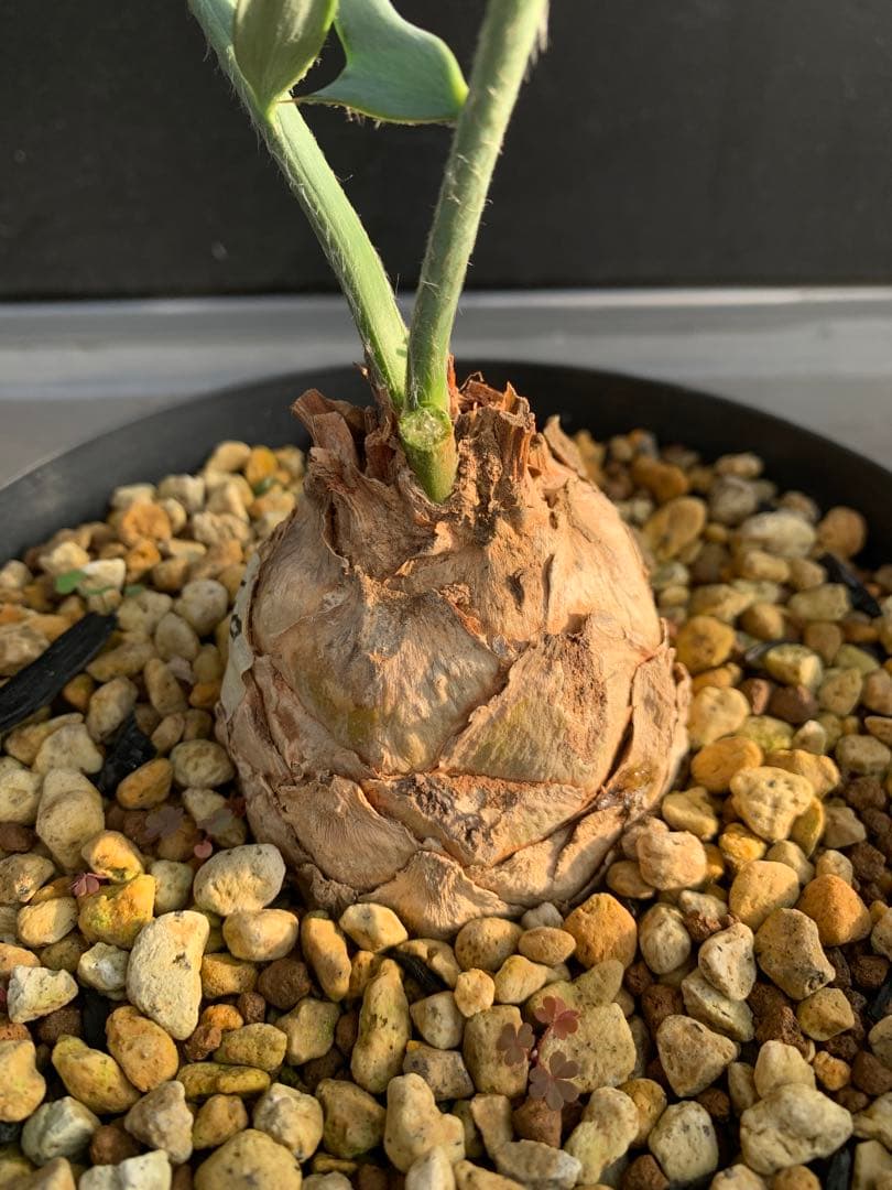 【南ア産・発根済】エンセファラルトス・ホリダス｜ショートリーフNo4-29