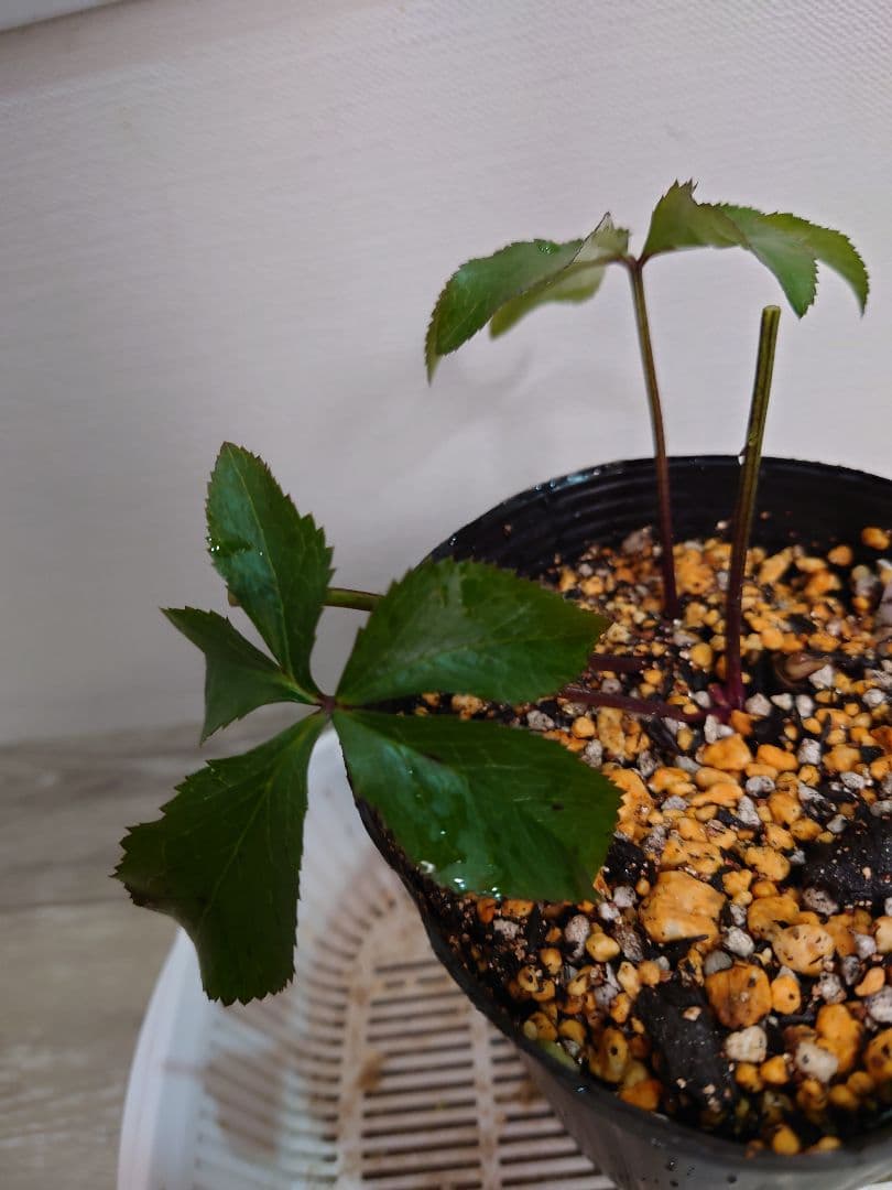 ヒ*イ様 アンティークピエラ　クリスマスローズ　株分け