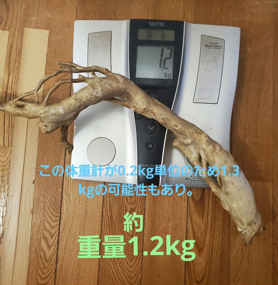 深海松　天然珊瑚　原木