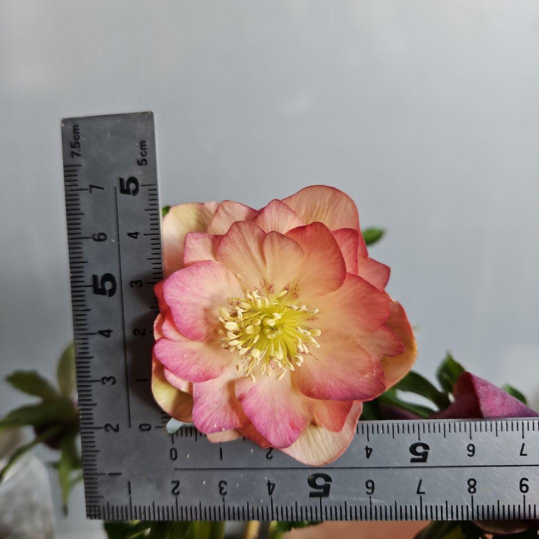 ムック様ご購入苗㉖-30㉖-71㉖-96クリスマスローズ