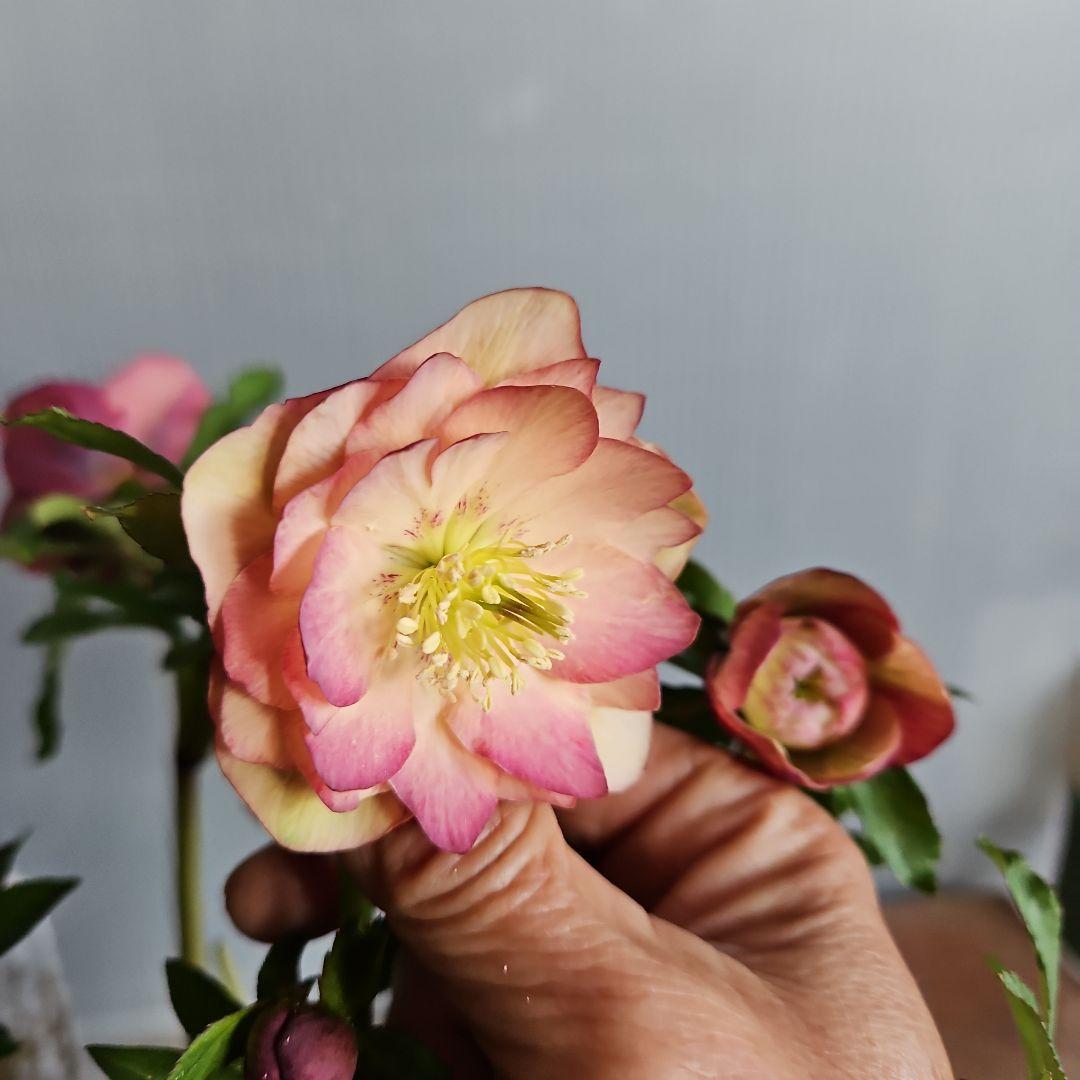 ムック様ご購入苗㉖-30㉖-71㉖-96クリスマスローズ