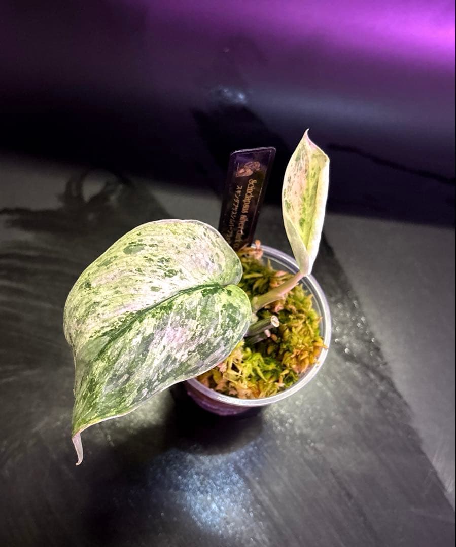 (まに商品)スキンダプサス　セット　a1