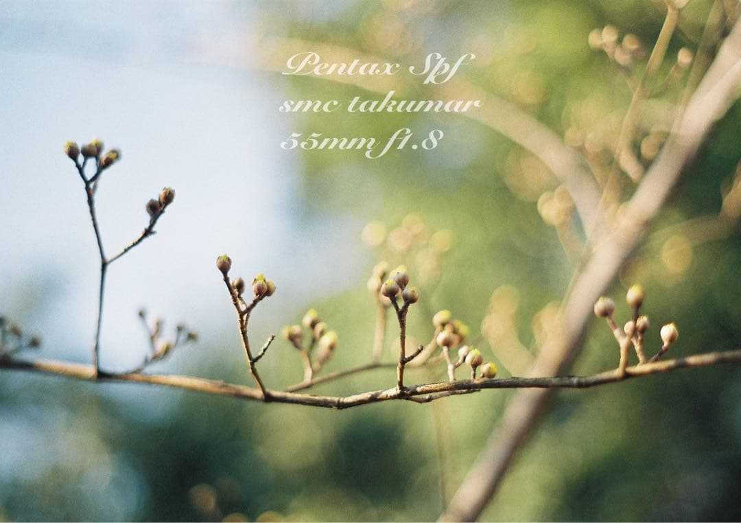 美品＊完動品＊初期保証 ★pentax spf★リザード本革ベージュ★作例必見！