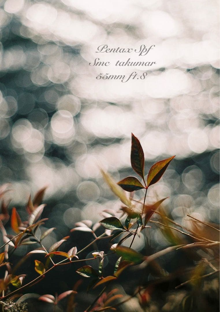 美品＊完動品＊初期保証 ★pentax spf★リザード本革ベージュ★作例必見！