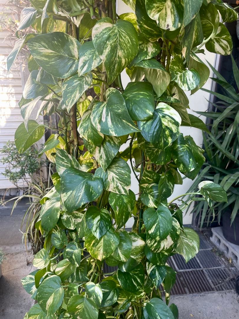 りょう　ポトスゴールデン　アムステルダムキング　シュロチク　3本セット