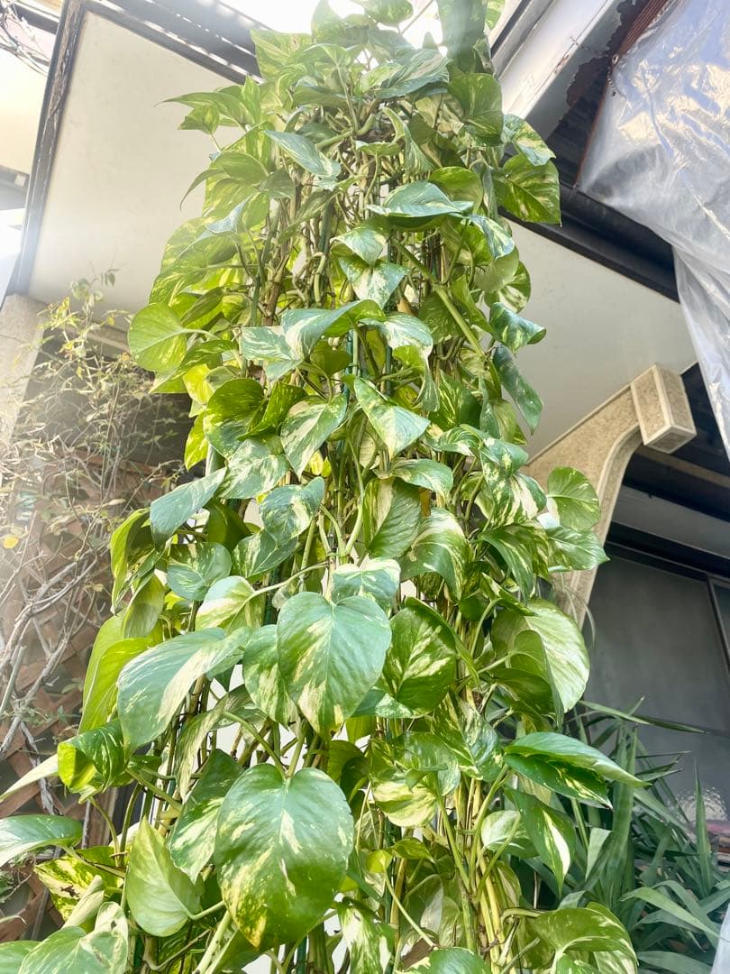 りょう　ポトスゴールデン　アムステルダムキング　シュロチク　3本セット