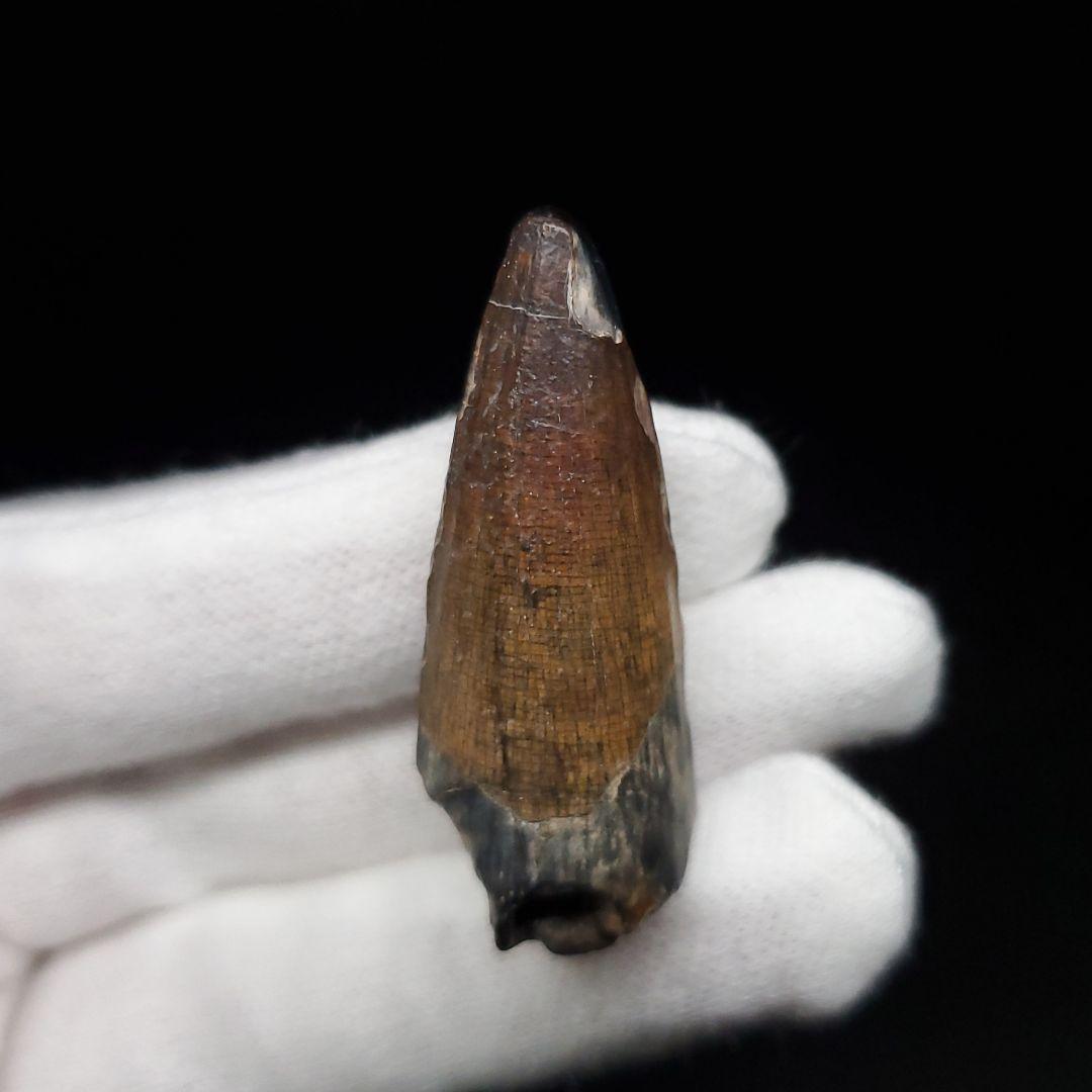 希少 スコミムス 化石 本物 二ジェール産 40.39mm  ケース付 sc13