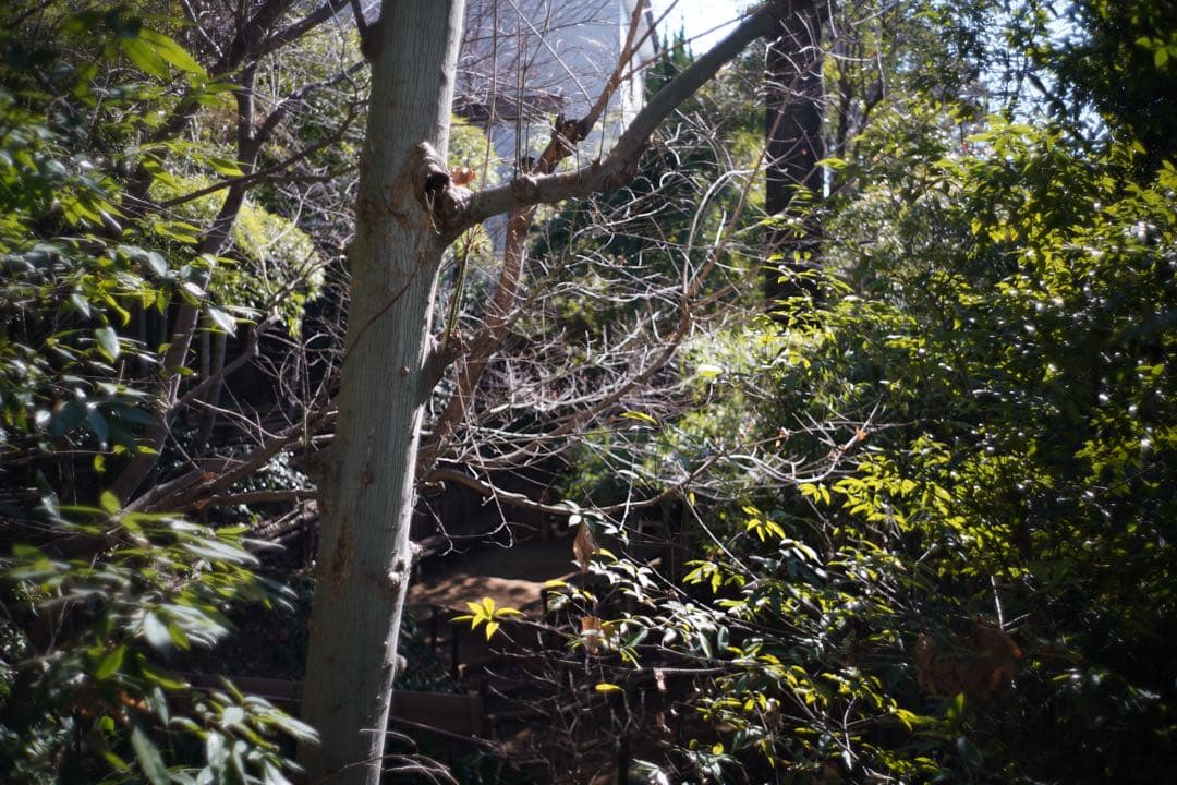 ライカ ズミクロン 35mm 6枚玉 ツノ付き Leica Summicron