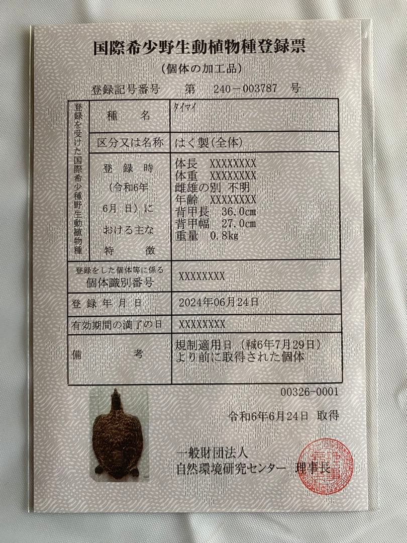 カメ剥製