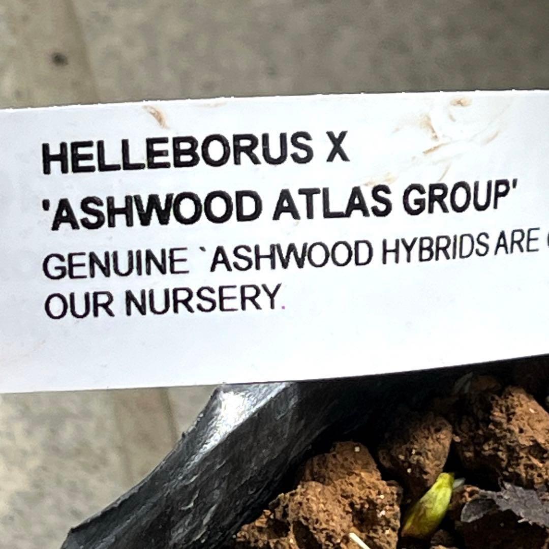 の*ん様 ☘️超特大☘️開花株❤️6号❤️根パンパン❤️610Ash【ATLAS