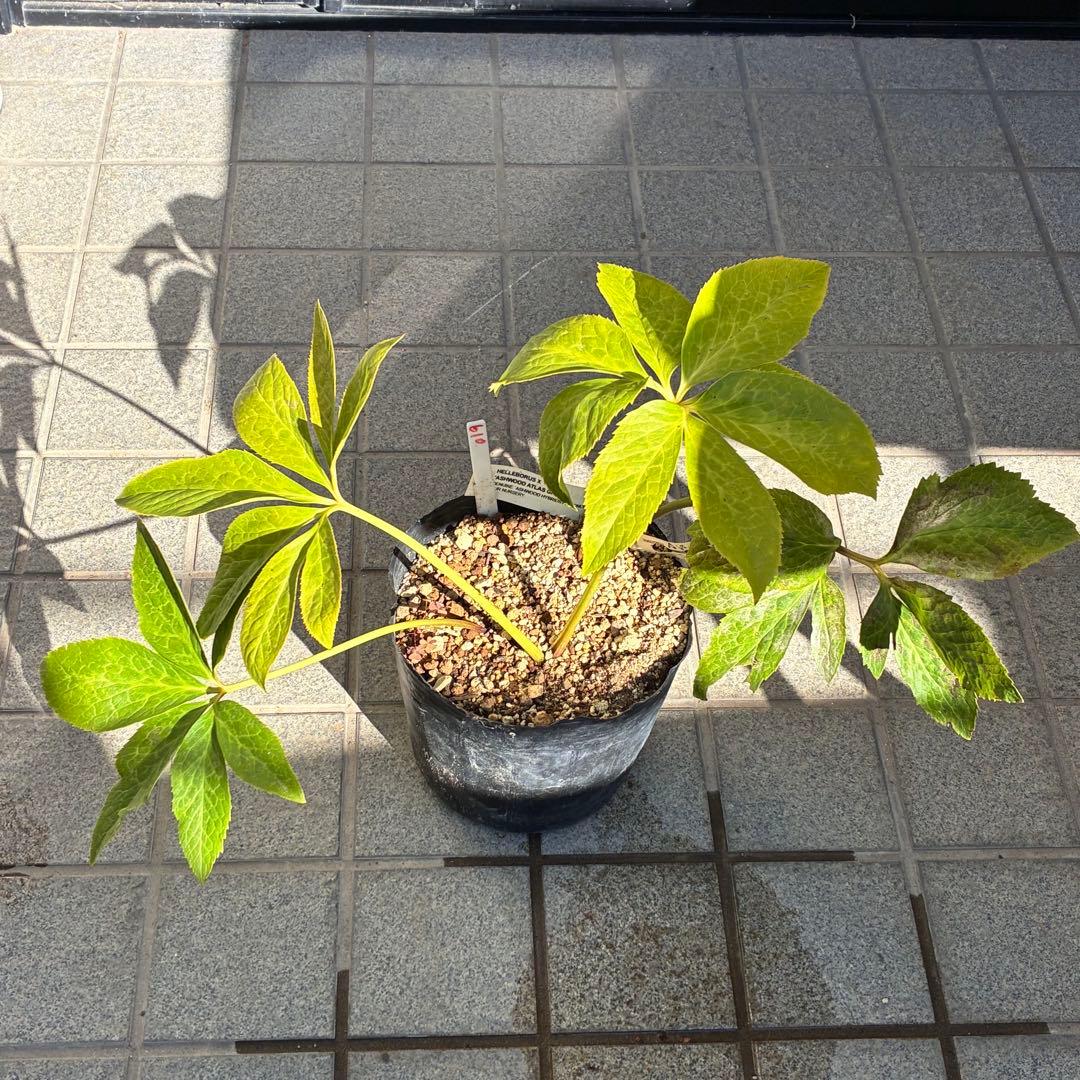 の*ん様 ☘️超特大☘️開花株❤️6号❤️根パンパン❤️610Ash【ATLAS