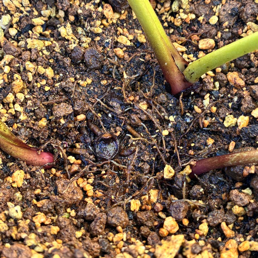 の*ん様 ☘️超特大☘️開花株❤️6号❤️根パンパン❤️610Ash【ATLAS