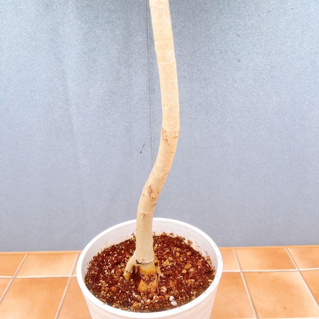 現品　フィカス　ゴムの木　ウンベラータ　35番　観葉植物　インテリアグリーン