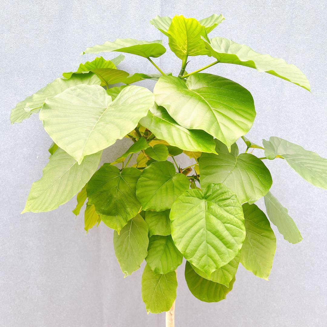 現品　フィカス　ゴムの木　ウンベラータ　35番　観葉植物　インテリアグリーン