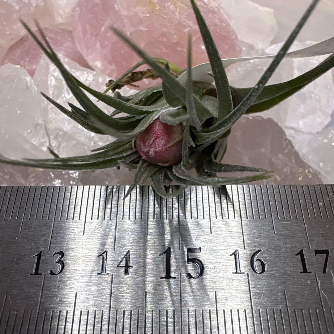 ブロメリア・エアープランツ Tillandsia kautskyi