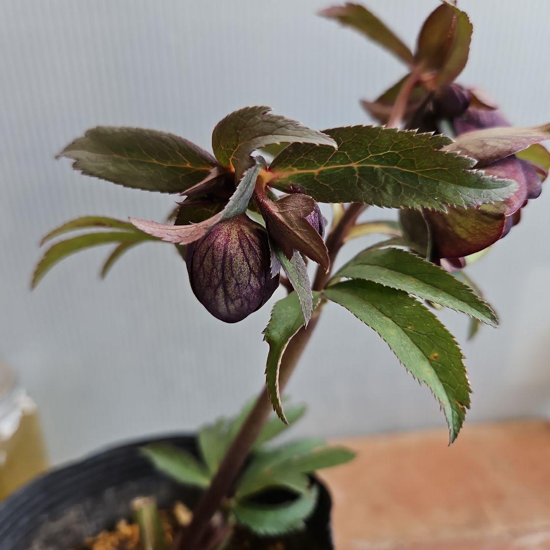 ペコ様ご購入苗㉖-261クリスマスローズ