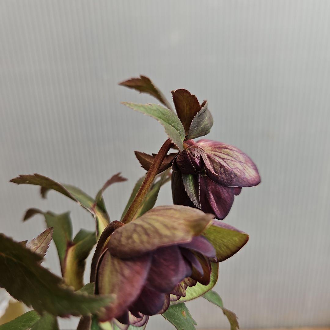 ペコ様ご購入苗㉖-261クリスマスローズ