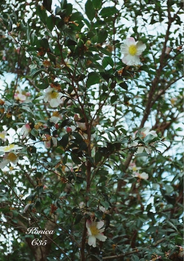 フィルム入門に★Konica C35★完動品＊美品＊初期保証＊作例必見！