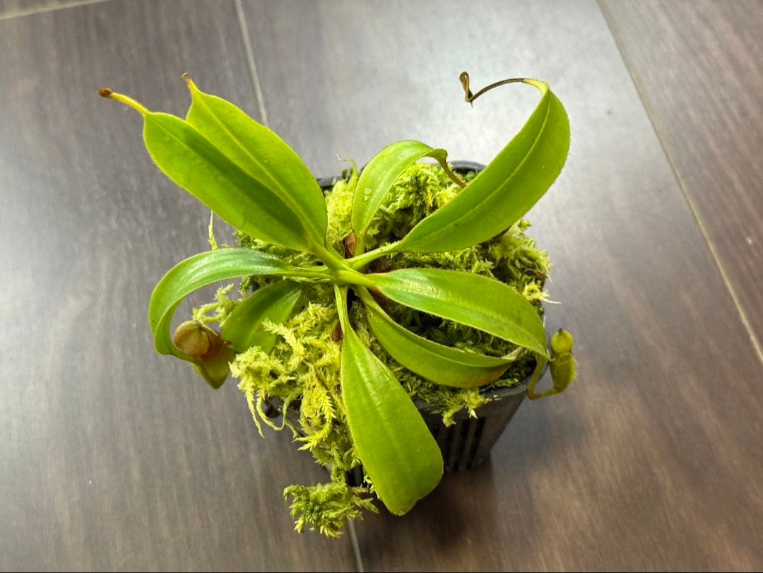 食虫植物N. xtrusmadensis AW clone:1