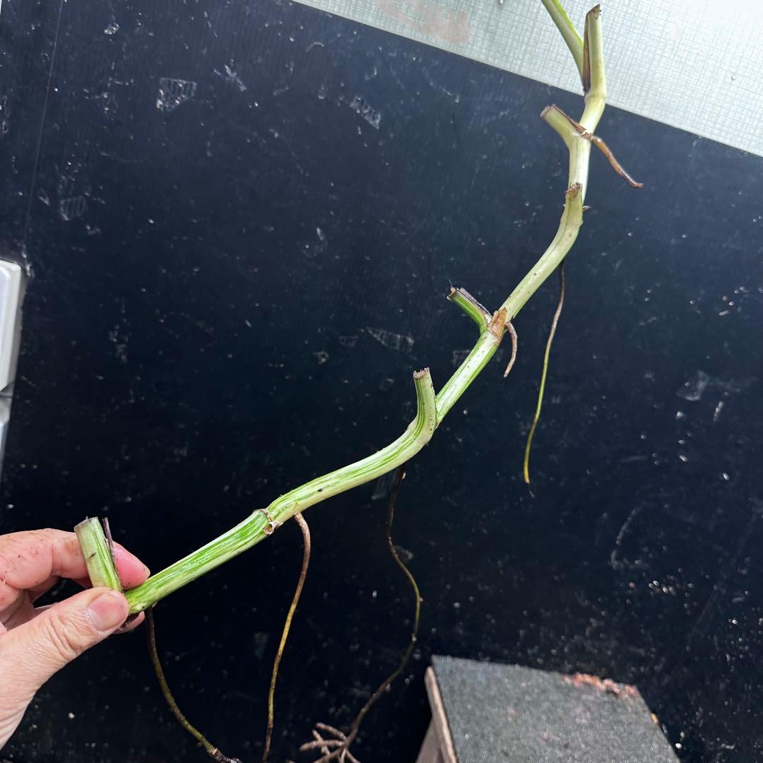 a*a様 斑入りモンステラホワイトタイガー大茎8株おまとめ