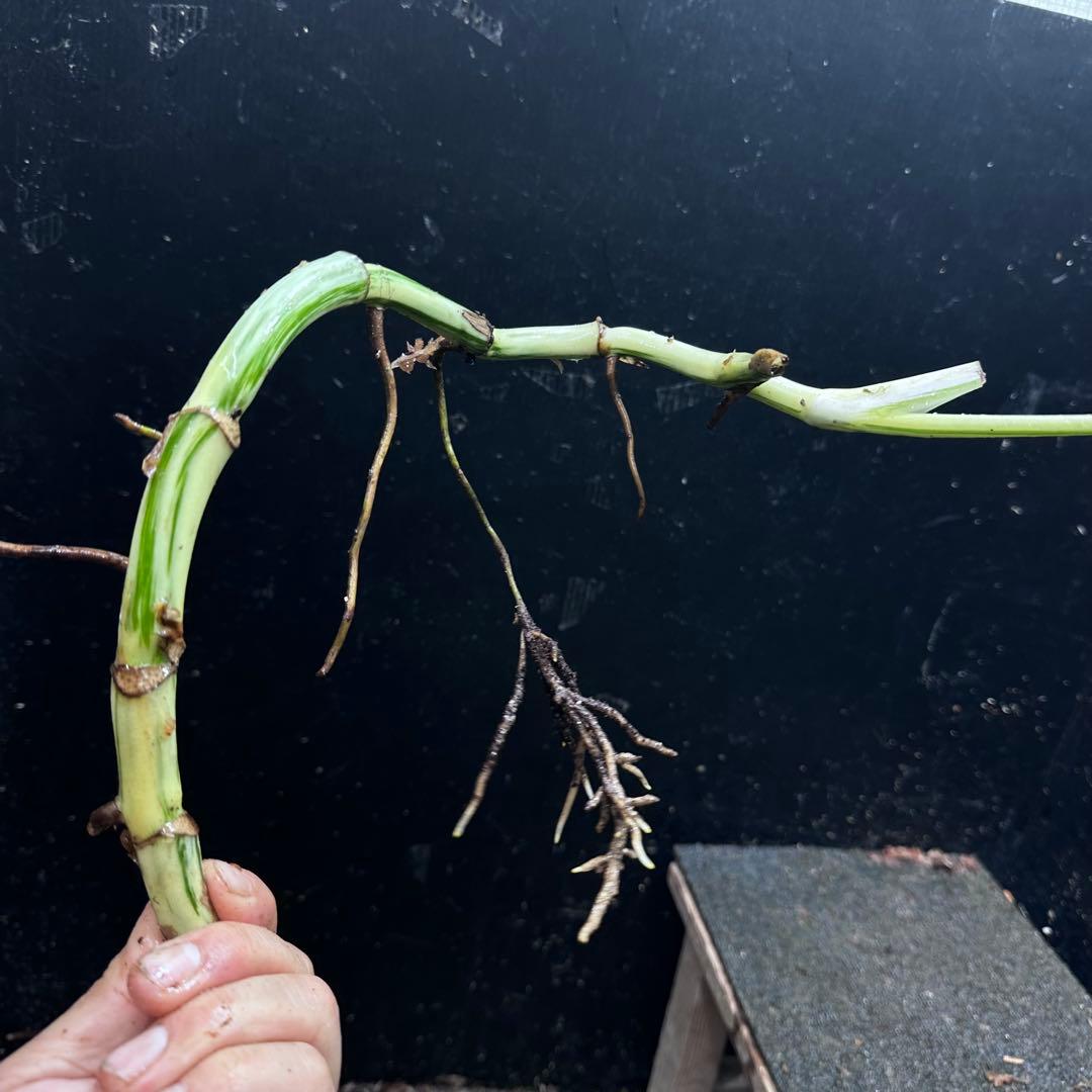 a*a様 斑入りモンステラホワイトタイガー大茎8株おまとめ