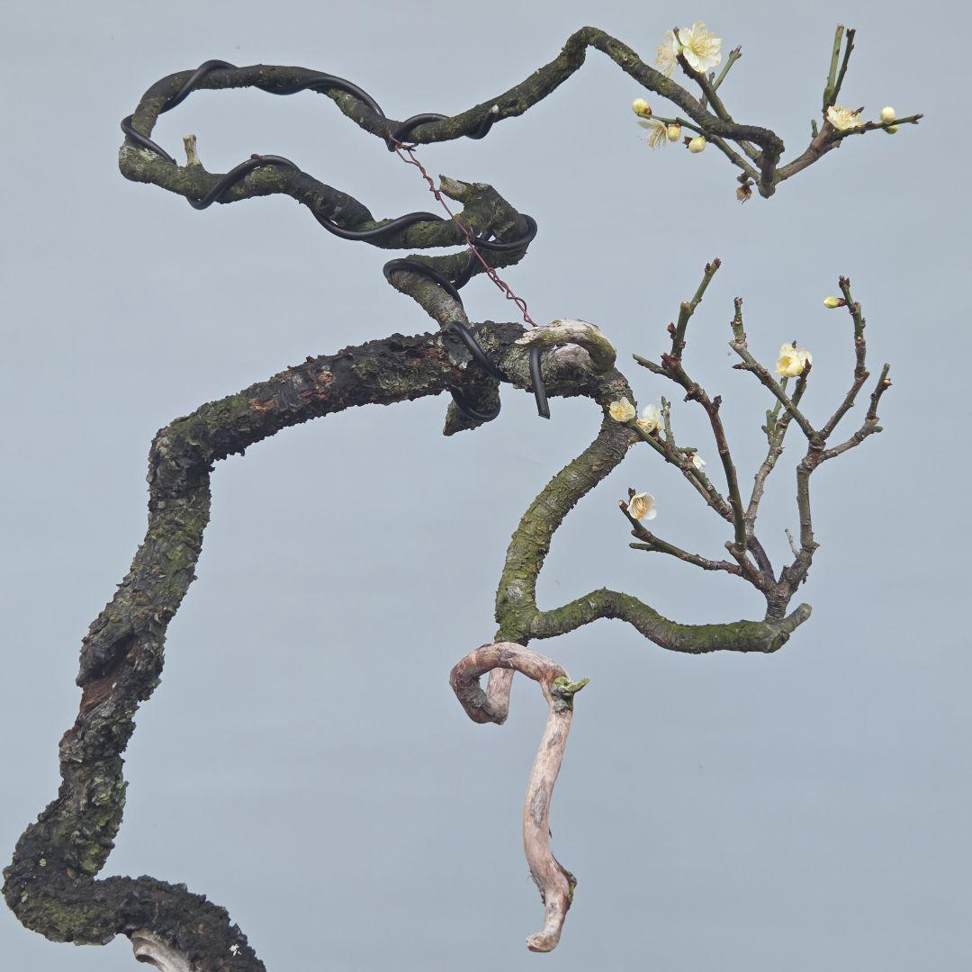 青軸野梅(一重緑萼.白花)　[文人風木]　大品盆栽　梅