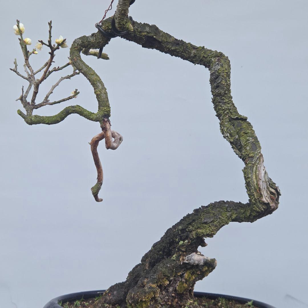 青軸野梅(一重緑萼.白花)　[文人風木]　大品盆栽　梅