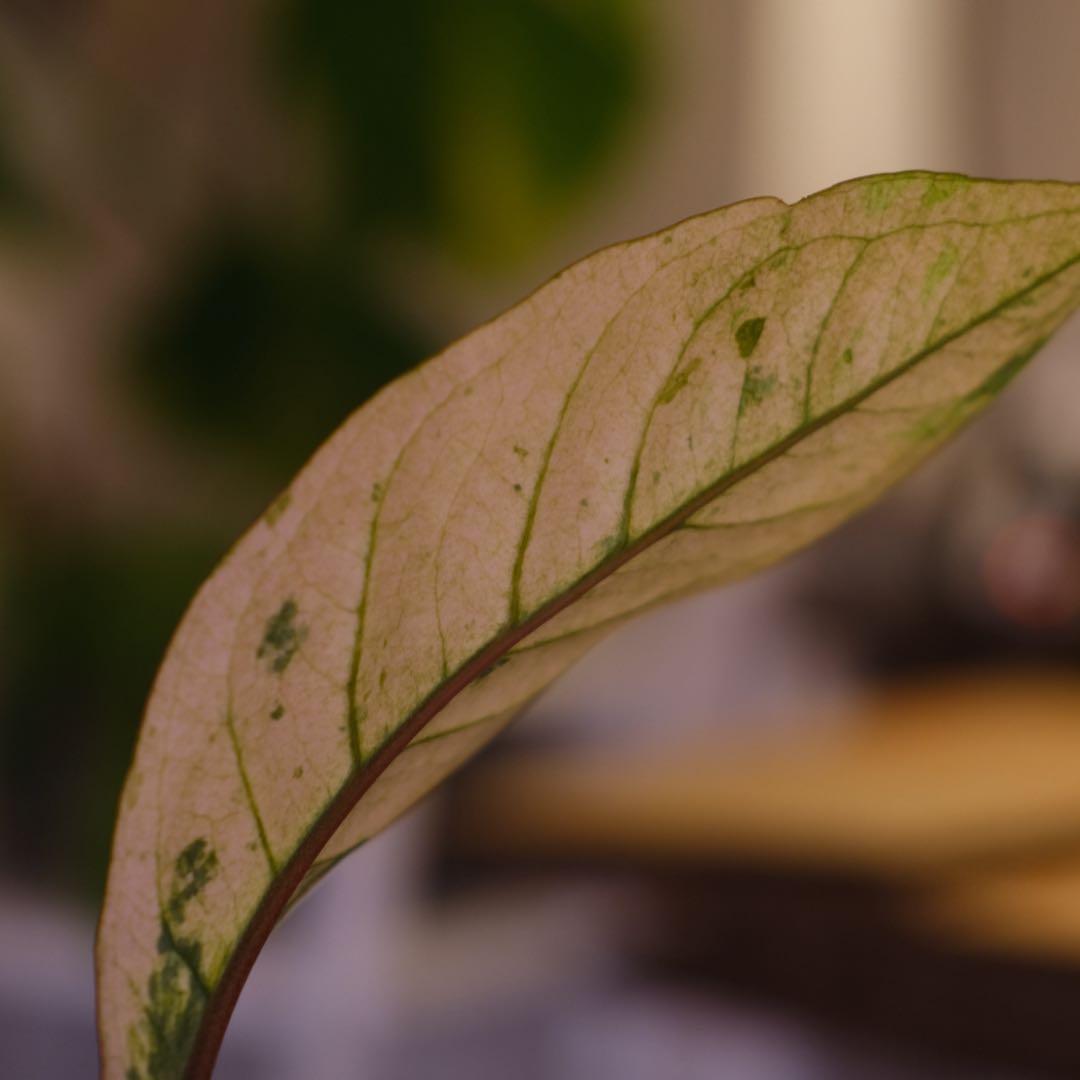 Anthurium Hookeri Sweeta Pink Polkadot ⑤