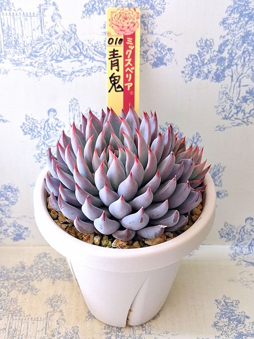 3号鉢 青鬼　札付きポットごとメルカリ便おらいさん苗ミックスベリア