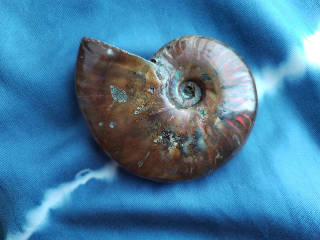 アンモナイト化石　Ammonite
