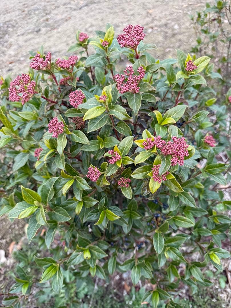 ビブルナム・ティヌス