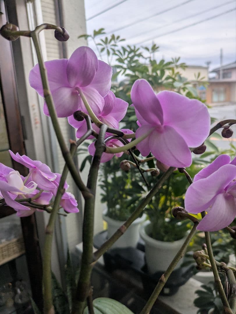 ❀sako様❀