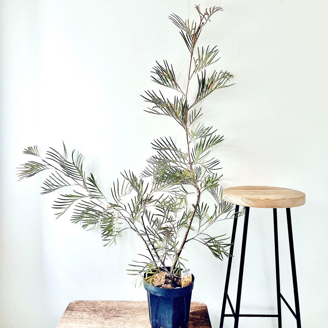 ✨花芽付き✨グレビレア カランドラジェム オージープランツ 観葉植物 calm