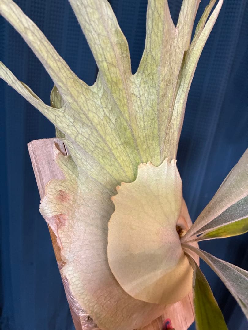 ビカクシダveitchii Auburn  ARS( mvs)