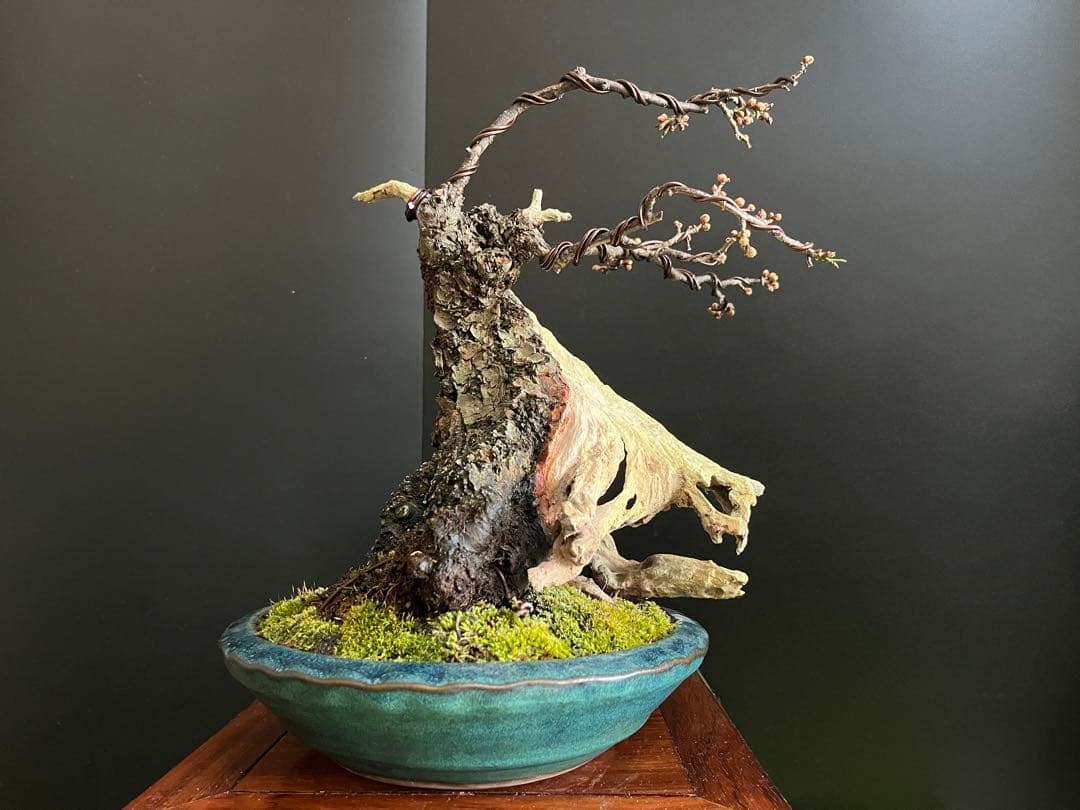 梅盆栽　野梅　古木　極太サバ幹　白花一重　(検索用　真柏、五葉松、黒松、紅葉、楓