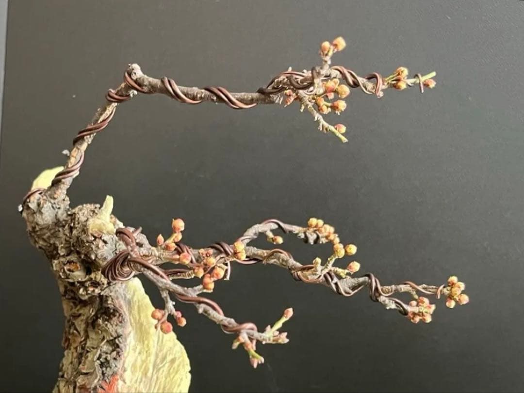 梅盆栽　野梅　古木　極太サバ幹　白花一重　(検索用　真柏、五葉松、黒松、紅葉、楓