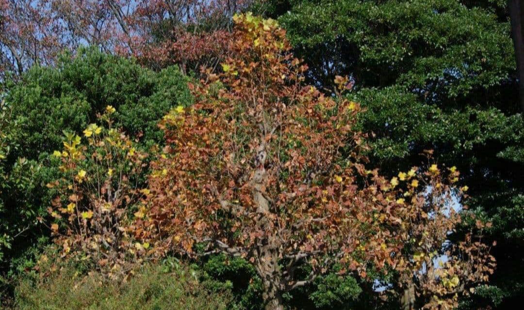 やーまんみた様　PENTAX istD S 　ダブルレンズ⚡️一眼レフカメラ⚡️