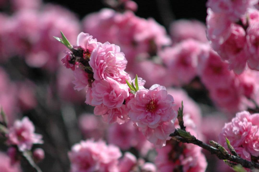 やーまんみた様　PENTAX istD S 　ダブルレンズ⚡️一眼レフカメラ⚡️