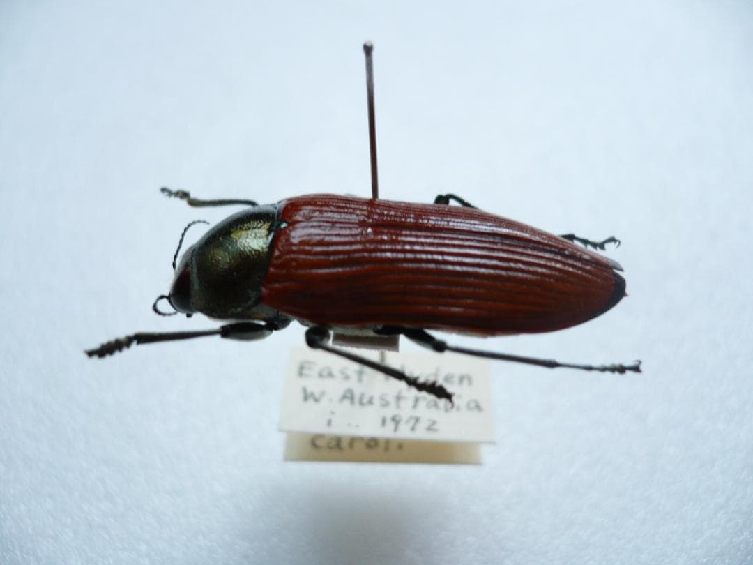 O*ん様 オーストラリアの ムカシタマムシ 3種セット