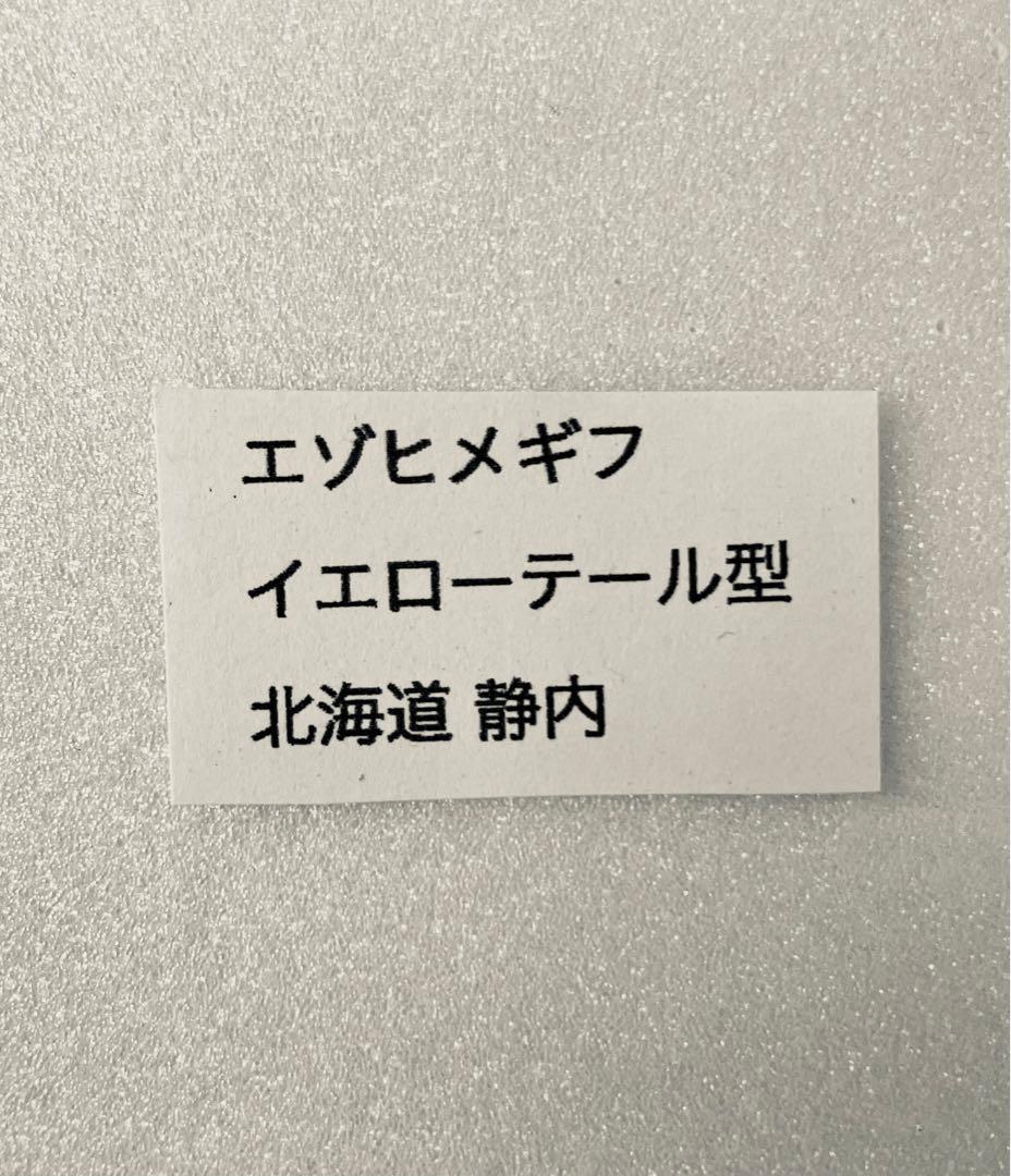 【異常型】イエローテール型　ヒメギフチョウ（1オス、静内/北海道）