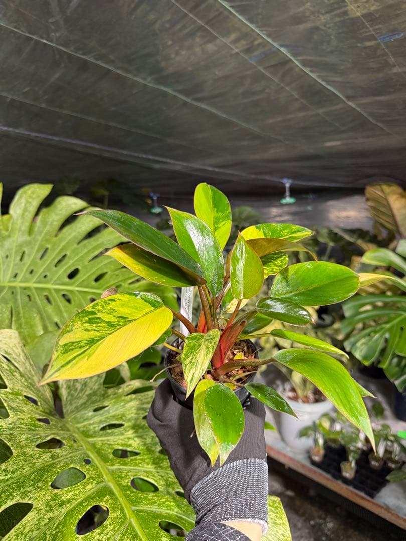 9フィロデンドロン　レッドコンゴ　斑入り　成長点2つ