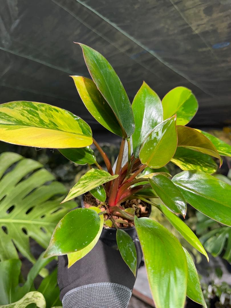 9フィロデンドロン　レッドコンゴ　斑入り　成長点2つ