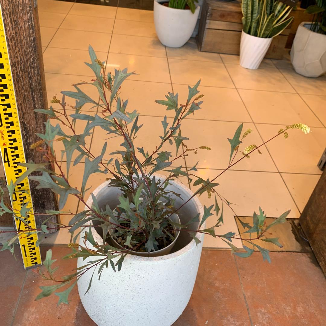 グレビレア シナフェア 2 ファイバー鉢