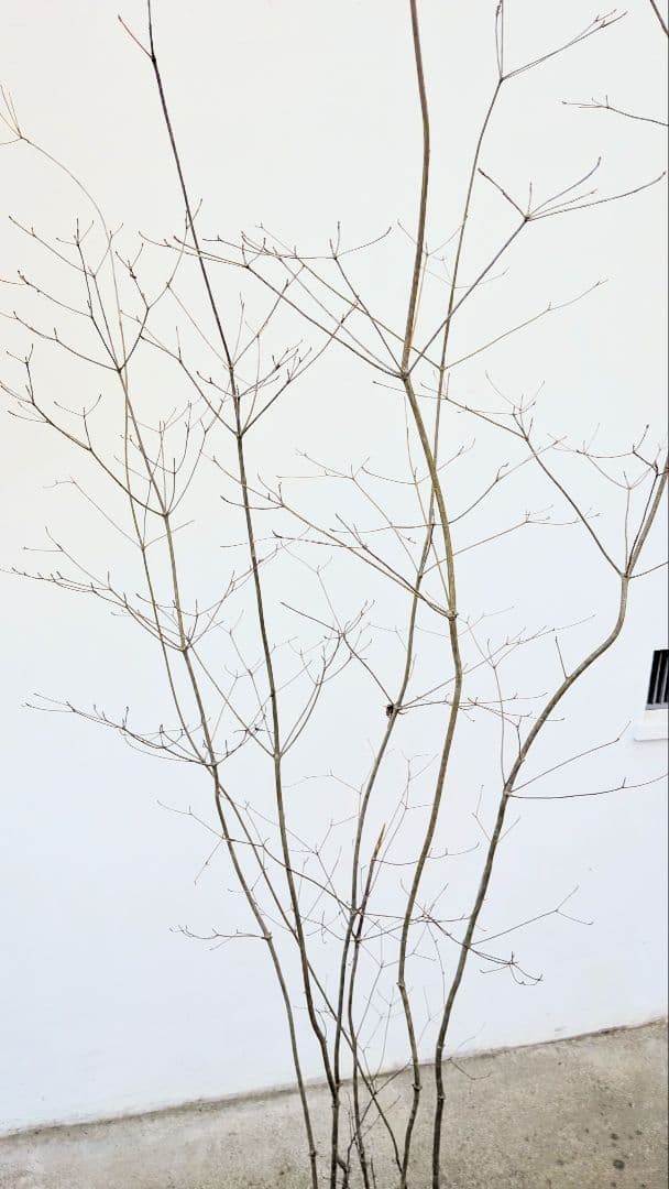 新春特価！山採りドウダンツツジ。