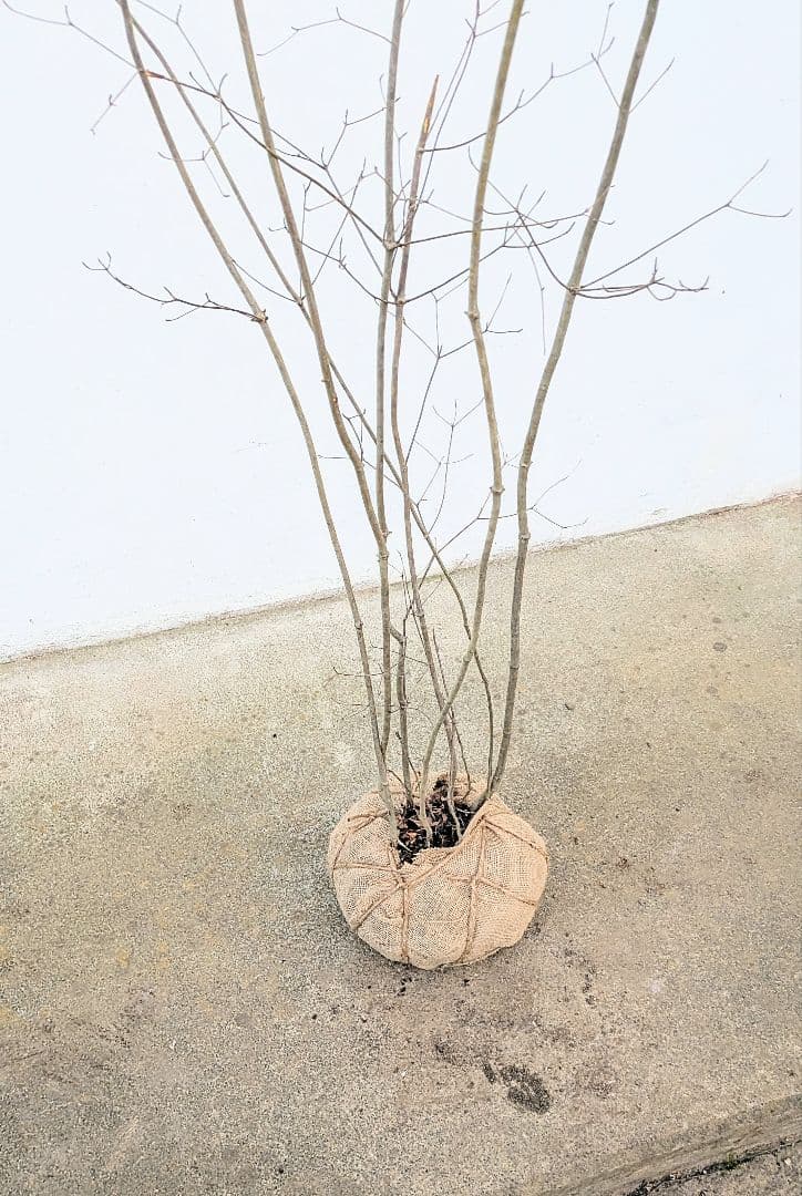 新春特価！山採りドウダンツツジ。