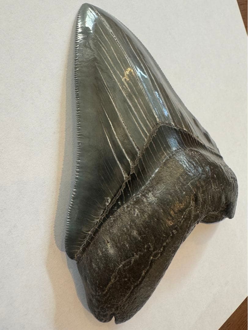 L*9様 【博物館級】宝石のような『メガロドン』の歯の化石