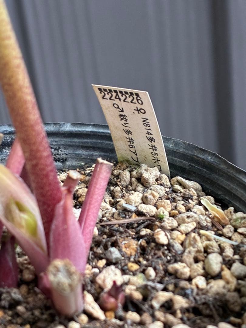 ♡大充実♡DDホワイトゴールド　ピコティ